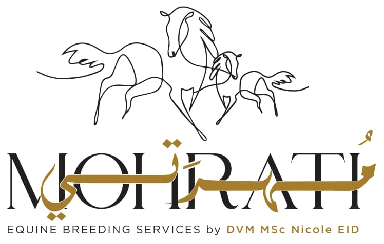 Mohrati – Equine Breeding Services by DVM MSc Nicole Eid